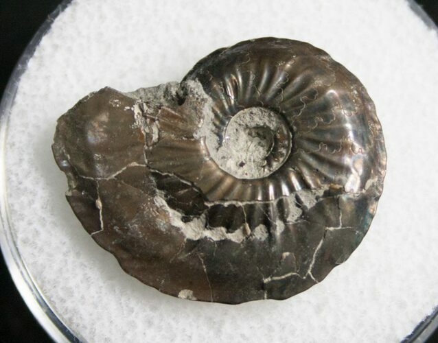 Pyrite Ammonite Oxynoticeras Oxynotum #8042